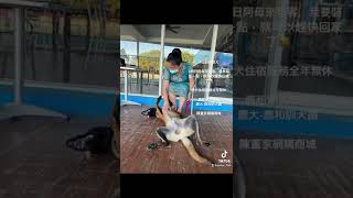 比利時狼犬假日阿母來會客，我要裝乖ㄧ點，就可以趕快回家了😂愛犬住宿服務全年無休鹿和訓犬學校鹿大鹿和訓犬讚陳董家網購商城 [upl. by Chivers]