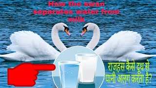 swan filter analysis  how to swan filter milk amp water [upl. by Einhoj]