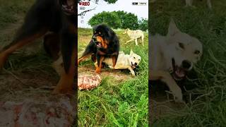 Monster Tibetan Mastiff dog vs Pack of Wolfs shorts viralshort ytshorts [upl. by Lamb]