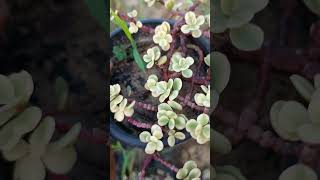 Variegated jade plant music shortsfeed trending ₹gardening lilygarden plants [upl. by Crelin140]