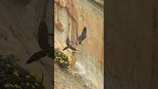 Dad Peregrine Falcon flying with a Dove toward the nest falcons peregrinefalcon wildlife birds [upl. by Sherlocke67]