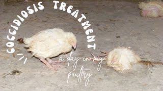 Coccidiosis treatment  Ep2 [upl. by Raquel]