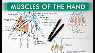 Muscles of the Hand  Origin Insertion Nerve Supply  Anatomy Tutorial [upl. by Bax]