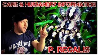 How to keep Poecilotheria regalis quotIndian ornamental tarantulaquot rehouse care and husbandry info [upl. by Cassy]