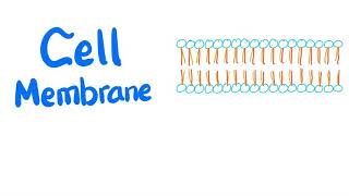 Cell Membrane lipidbilayer  Plasma Membrane  Phospholipid Proteins Carbohydrates Physiology [upl. by Nylkoorb]