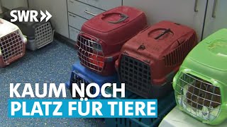 Tierheim am Limit – wenn Haustiere zum Luxus werden  Made in Südwest [upl. by Nomar]