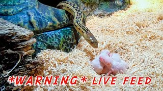 Gopher Snake Eats Six Pinkies Mice  WARNING LIVE FEED [upl. by Toor]