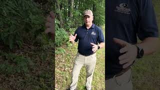 Beaver Damage on a Pond [upl. by Mercola]