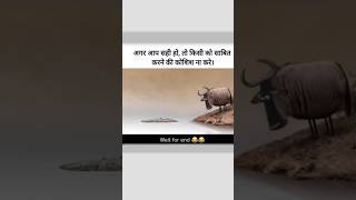 मगर को मगर साबित करने के चक्कर में viralvideo entertainment funny बैल [upl. by Aksoyn]