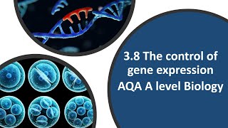 Control of Gene Expression  A level Biology [upl. by Seuqram93]