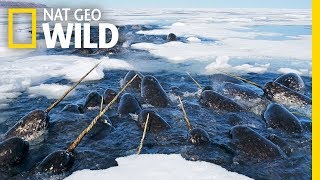 Narwhals The Unicorns of the Sea  Nat Geo WILD [upl. by Ahsinod150]