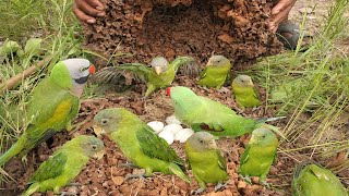 Amazing Video A man digs a hole in the ground meet Parrots in nest [upl. by Sal189]