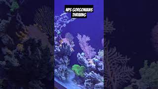 Non photosynthetic gorgonians thriving in a nomechanical fitration 400 g tank [upl. by Eidnim]