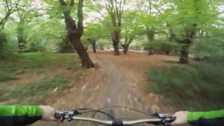 Super Fast Hungarian vizsla shredding mtb trails in Epping forest [upl. by Corry]