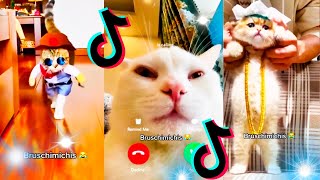 🤣 Mejores Videos de Gatos Bruschimichis  Compilación Divertida de Gatos Graciosos [upl. by Arretal733]