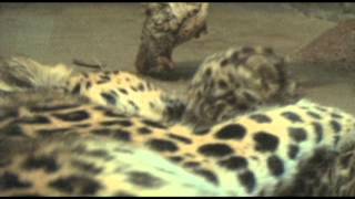 Denver Zoo Welcomes Birth of Extremely Endangered Amur Leopard Cub quotSochiquot [upl. by Silirama]