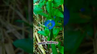 plant  2  Asiatic dayflower  biology plants plantbiology [upl. by Fanchie]