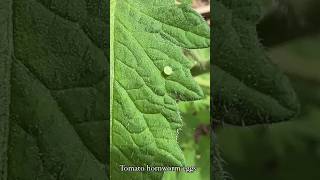 Tomato hornworm eggs gardening hornworm tomatoplants [upl. by Ssegrub]