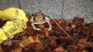 Feeding Bufo Bufo [upl. by Luana]