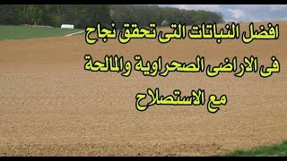 افضل النباتات التى تحقق نجاح فى الاراضى الصحراوية والمالحة مع الاستصلاح [upl. by Heron449]