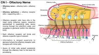 Cranial Nerve I  Olfactory Nerve  Origin Structure Function and Testing [upl. by Anomas]