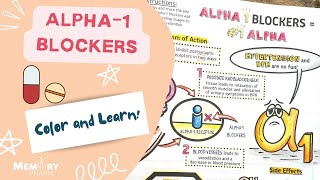 Alpha1 Adrenergic Receptors [upl. by Ion]