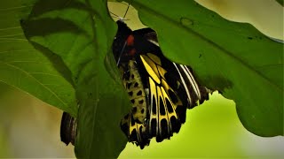 Troides helena common birdwing butterfly [upl. by Drol]