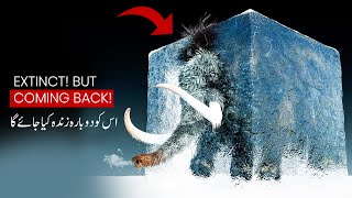 We are going to revive an Extinct Specie  Wooly Mammoth Revival  Facts Videos [upl. by Eolanda259]