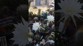 echinopsis subdenudata variegata com duas flores [upl. by Huang]