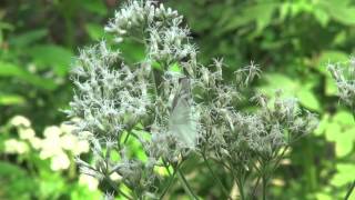 ポール・スミザー Eupatorium chinense ヒヨドリバナ [upl. by Eelytsirk]