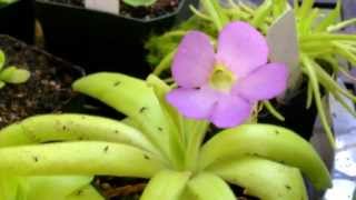 Carnivorous Plant Update Beautiful Butterwort Blooms  How to grow a Carnivorous Pinguicula plant [upl. by Arissa]