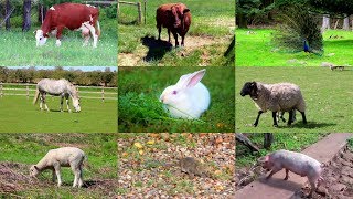 Animales de la granja para niños  Aprende los animales y sonidos de animales para bebés en español [upl. by Engvall194]