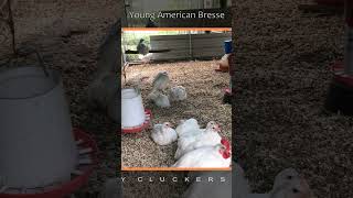 Young American Bresse Chickens  Reggae [upl. by Rovert887]