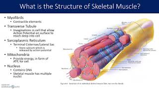 Muscle and Sarcomere Structure [upl. by Doowyah765]