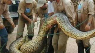 NATURE cobra sucurí  anaconda Mato Grosso  Brazil [upl. by Nelyaw]