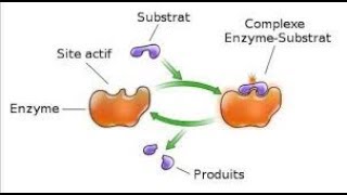 Rôle et mode daction des enzymes [upl. by Selinski]