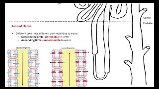 Loop of Henle OCR A ALevel Biology 512Excretion as an example of homeostatic control [upl. by Neelat]