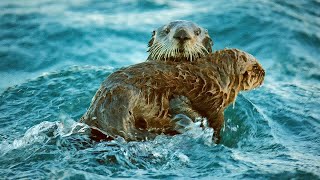 Sea Otters Hold Hands To Keep Safe  Spy in the Wild  BBC Earth Kids [upl. by Wendell349]