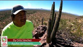 Localizan restos de 6 migrantes en el Desierto de Arizona [upl. by Donal192]