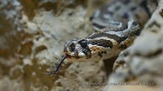 צפע מצוי  أفعى فلسطين Palestine viper Daboia palaestinae [upl. by Atworth]