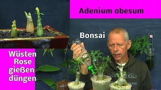 Adenium obesum Bonsai Spezial Bonsaierde für die Wüstenrosen Einpflanzen Düngen Gießen [upl. by Yllim]