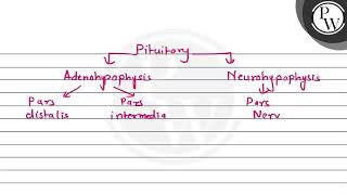 Hypophysis cerebri is the other name of  1 Adenohypo physis 2 [upl. by Laureen]