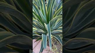 Landscape plant Agave desmettiana variegata quotVariegated Smooth Agavequot [upl. by Kragh]