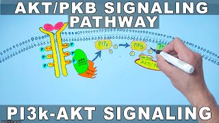 AKTPKB Signaling Pathway  PI3k Signaling [upl. by Sheelah40]