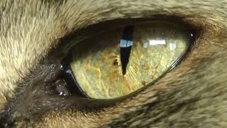 Cats eye extreme closeup [upl. by Atirabrab]