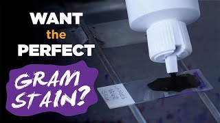 How to prepare the perfect Gram stain  Gram staining procedure [upl. by Sierra]