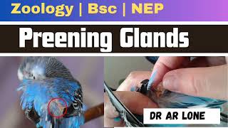 Bird Preening Gland Feathers Oil and More [upl. by Ailev]