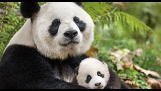 Premier anniversaire des jumelles Panda Yuandudu et Huanlili au zoo de Beauval [upl. by Norty]