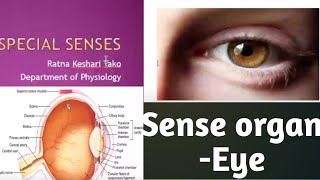 Special Senses Eye sense organ by GMC Lecturer Ratna Kesari Tako [upl. by Nob]