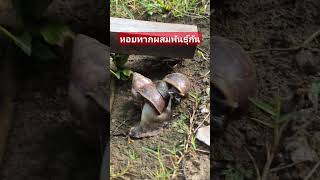 หอยทากผสมพันธ์กัน1 Snails breeding [upl. by Aynod]